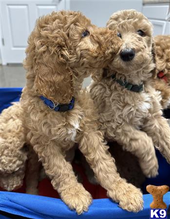 muffinpoodle Picture 2